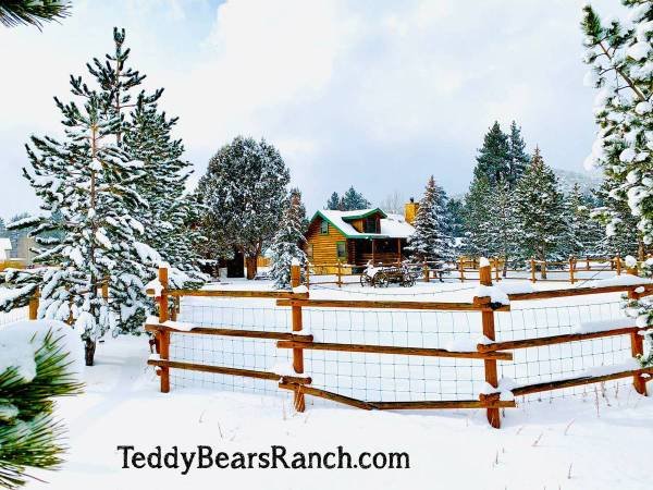 $250 / 4br - 30000ft2 - Teddy Bears Ranch in Big Bear (Big Bear)