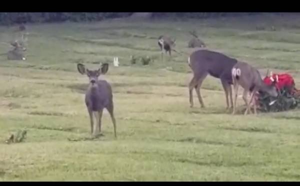 $18,750 Burial Lot Hollywood Hills (By Warner Studios) (Studio City)