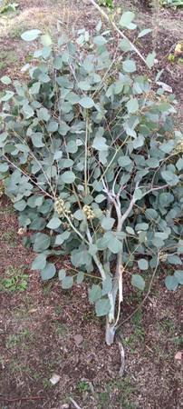 Certified Organic Farm & Garden Services in San Diego