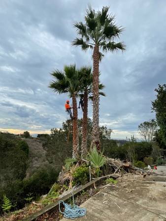Tree Service/Landscaping /Tractor Work/Handyman Services. (Chatsworth, Los Angeles, Burbank, Oxnard, Pasadena, Santa Clarita)