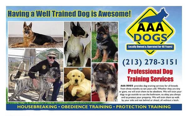 Pet Services in New York City: Professional Dog Training and Boarding