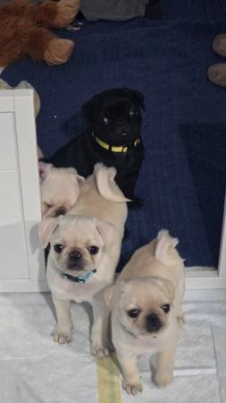 Pug Puppies (Lancaster, CA)