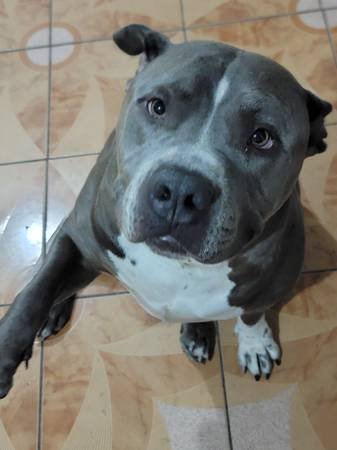 $20.00 per Walk Dog Walking - Care with Love (Los Angeles)