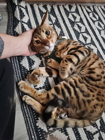 Now Hiring: Pet Sitters and Dog Walkers (Various Los Angeles Areas)