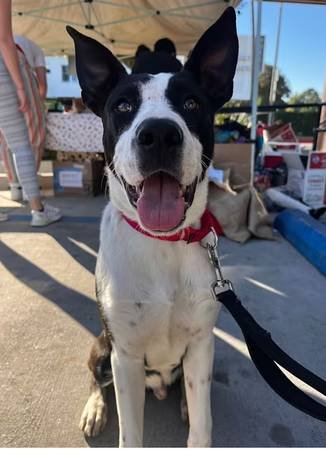 Short-Term Foster Needed for Border Collie/Lab Mix (Northridge)