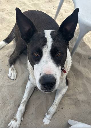 Short-Term Foster Needed for Border Collie/Lab Mix (Woodland Hills)